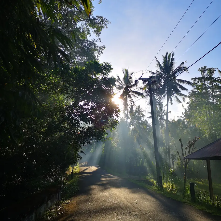 Jalan desa yang sepi dengan pohon kelapa dan kabut pagi
