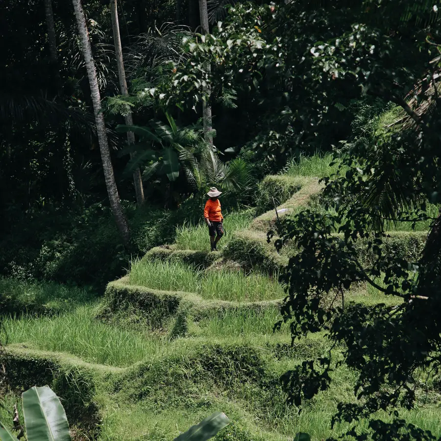 Petani berjalan di pematang sawah terasering