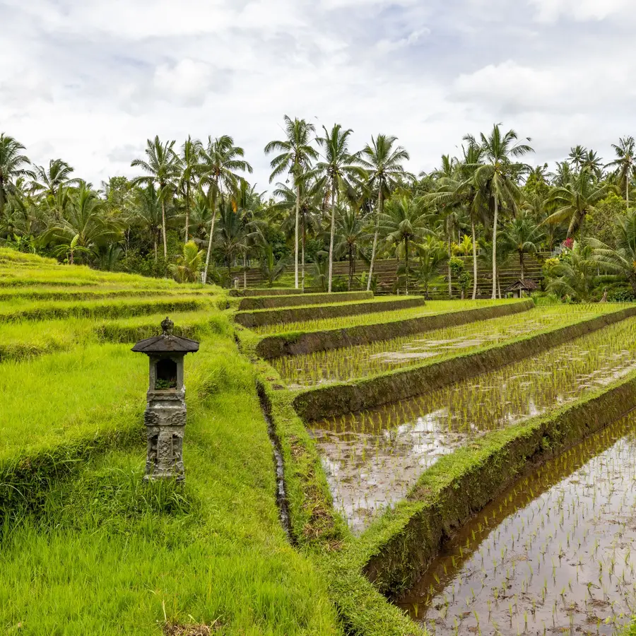 Sawah terasering dikelilingi pohon kelapa