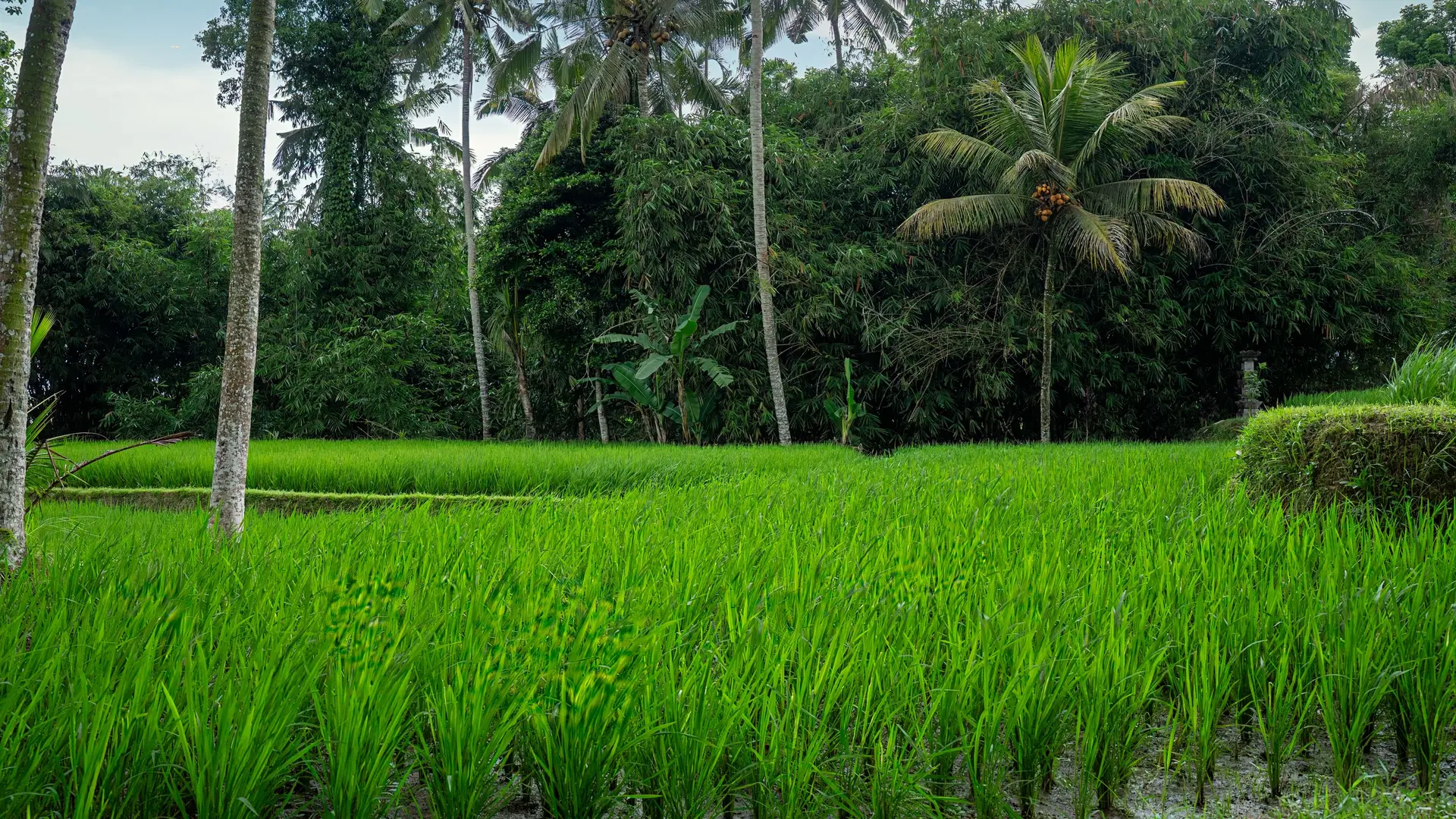 Sawah dan pohon kelapa di bawah langit berawan