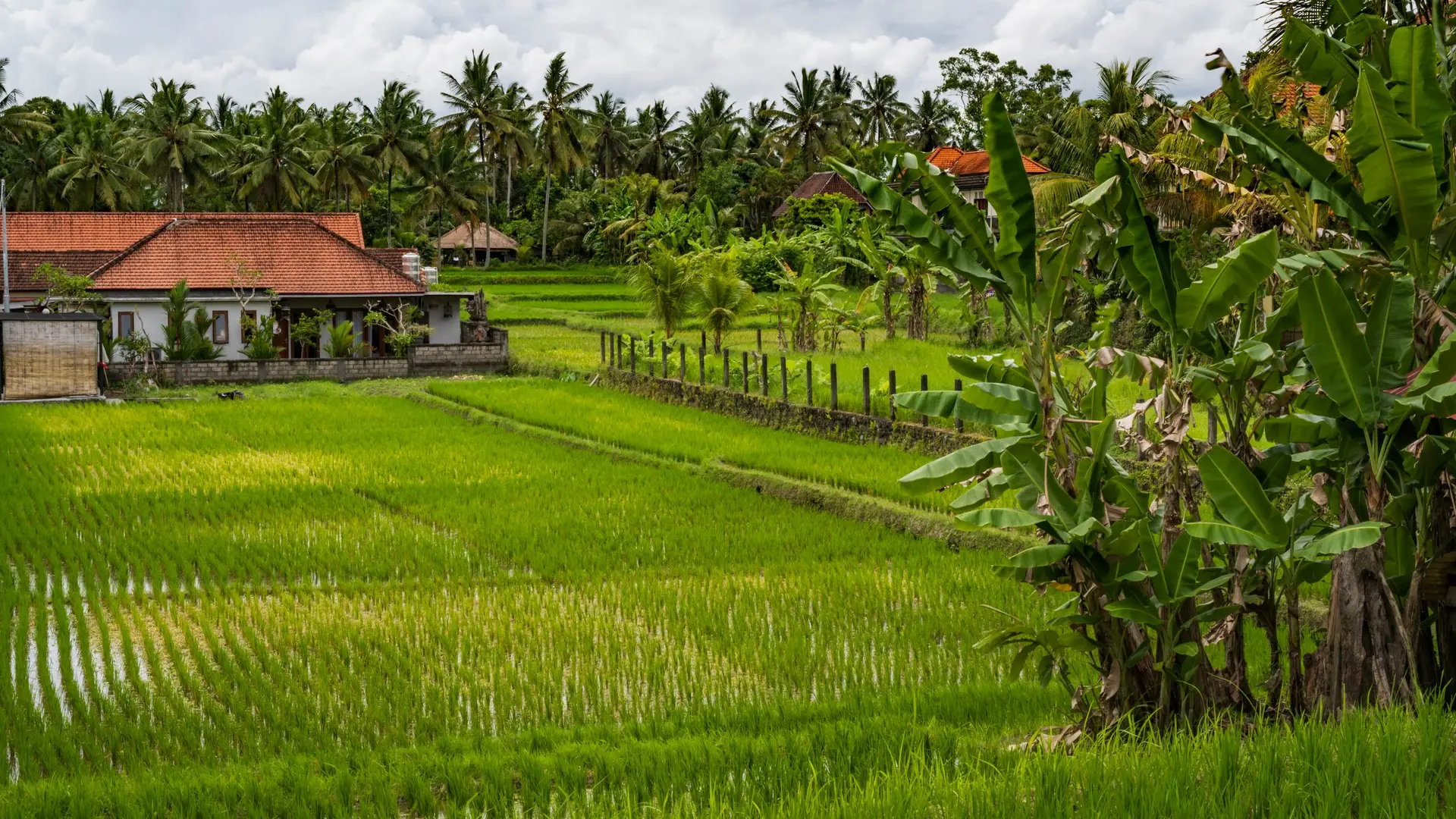 Sawah dengan bale kecil dan pepohonan tropis