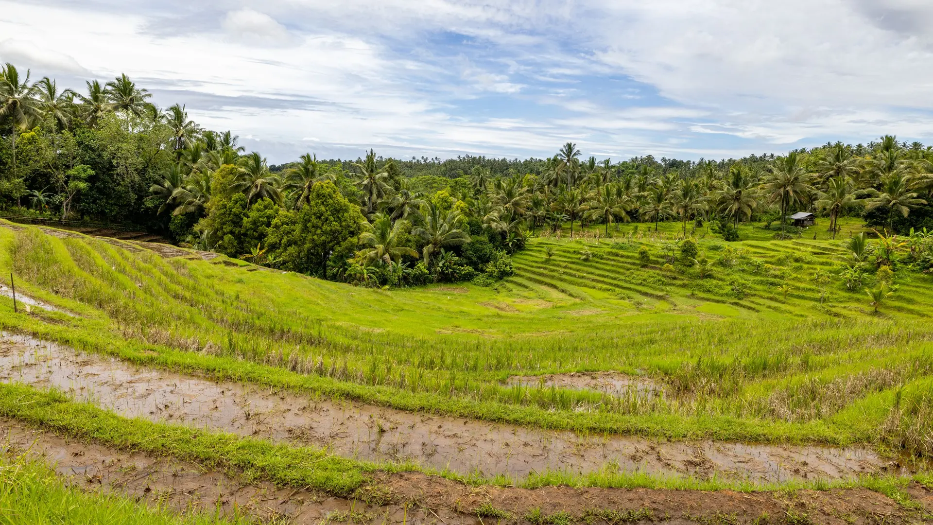 Sawah terasering dikelilingi pohon kelapa